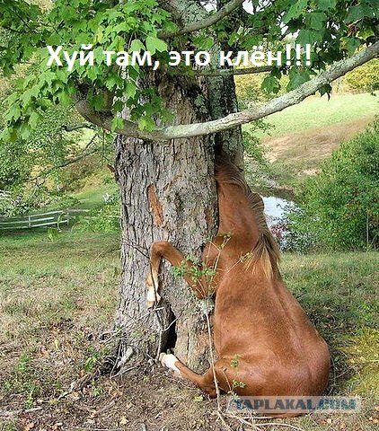 Быдло на парковке для инвалидов