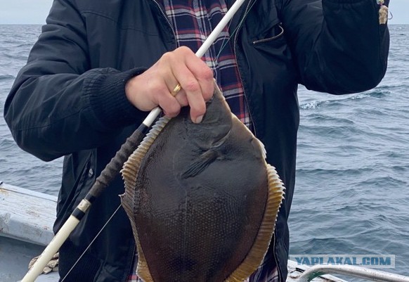 #ДРЯПикник 2021. Риет из скумбрии и закусочный хлеб на шпажках