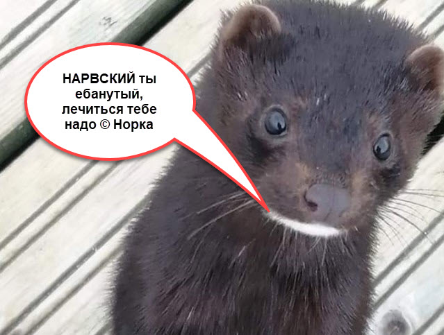 Ласка? Всё таки норка