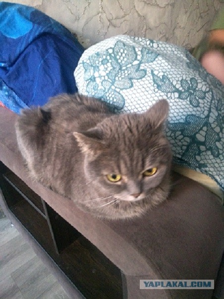 Вторник. Котэ. Пора