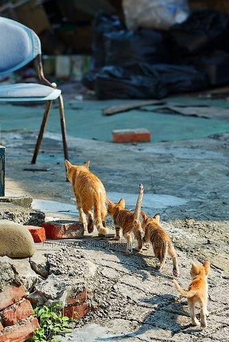 А что это мы котовторник не начинаем? Время пришло!