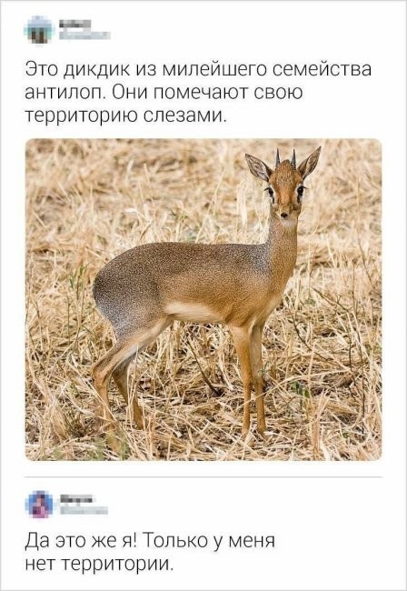 Скриншоты и комментарии из социальных сетей 04.09.22