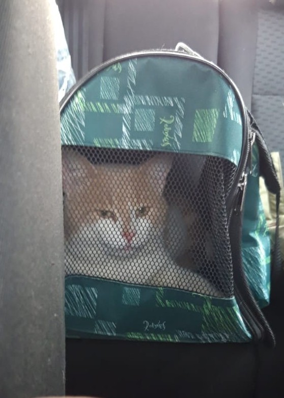 Котовторник 1.11.22