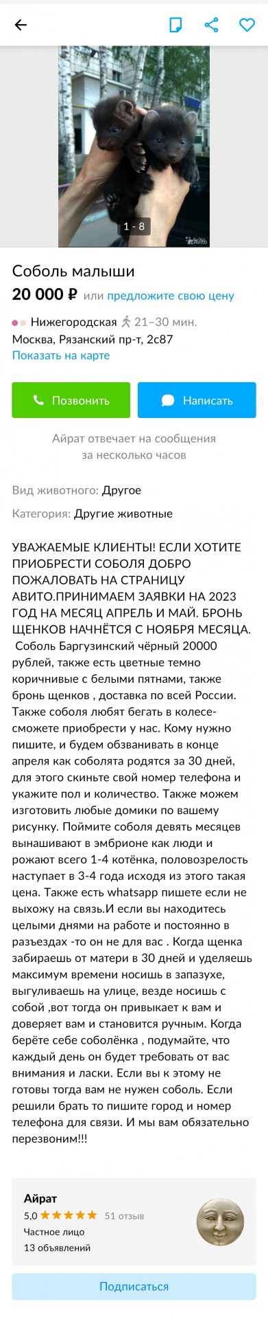 Соболь — известный чистюля