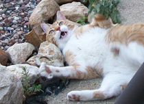 Иногда VK доставляет...