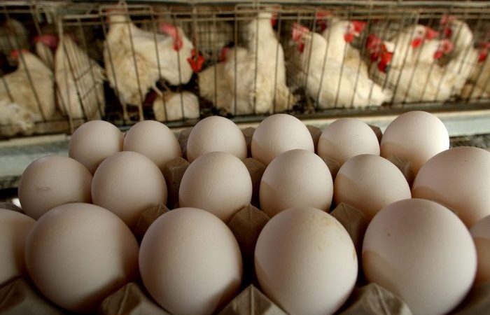 В чем принципиальная разница между дорогими и дешевыми яйцами