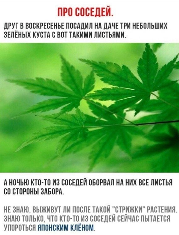 По Марксом местный житель хранил у себя более 2 кг марихуаны