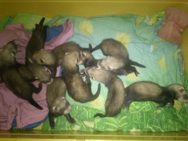 Детишечки )))