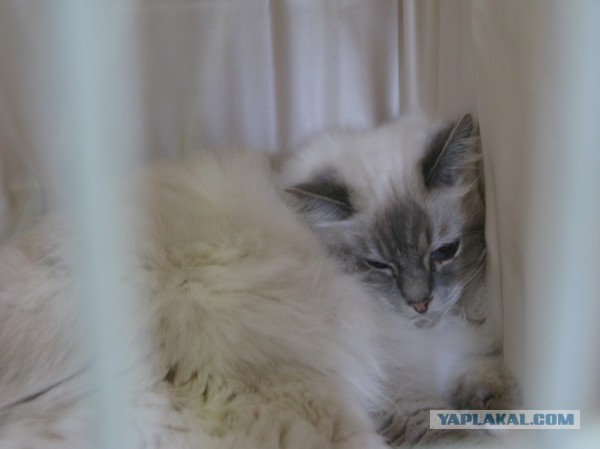 Котовторник  30.07.2013