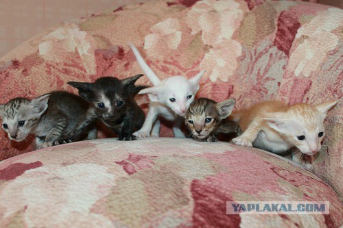 Котовторник 25.02.2014