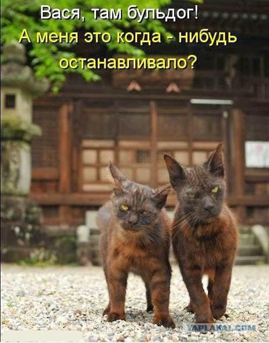 Веселые картинки