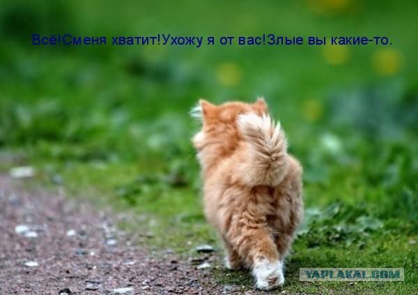 Когда вы плюсуeтe тему в платине