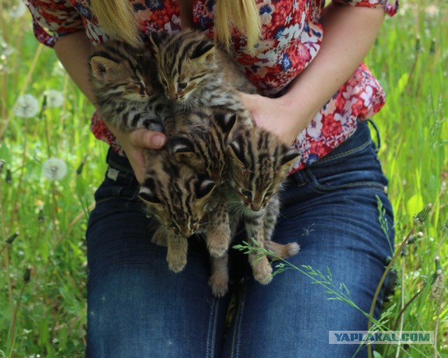 Котята из духовки