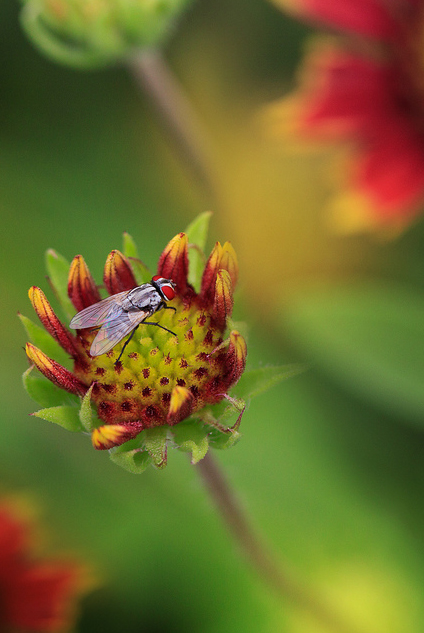 Сюрреальные фото насекомых
