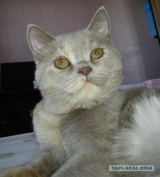 Котовторник