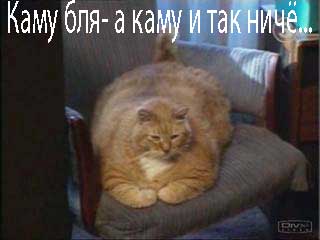Коты, кошки, котята