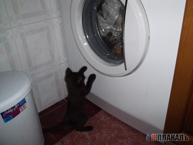 Коты, кошки, котята