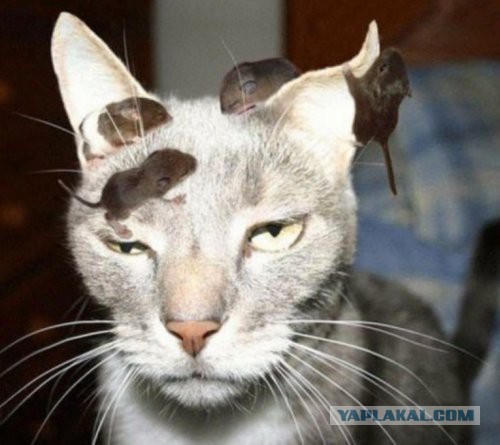Скотинки - Животинки