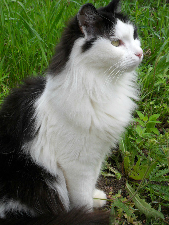 Котовторник  01.03.2016