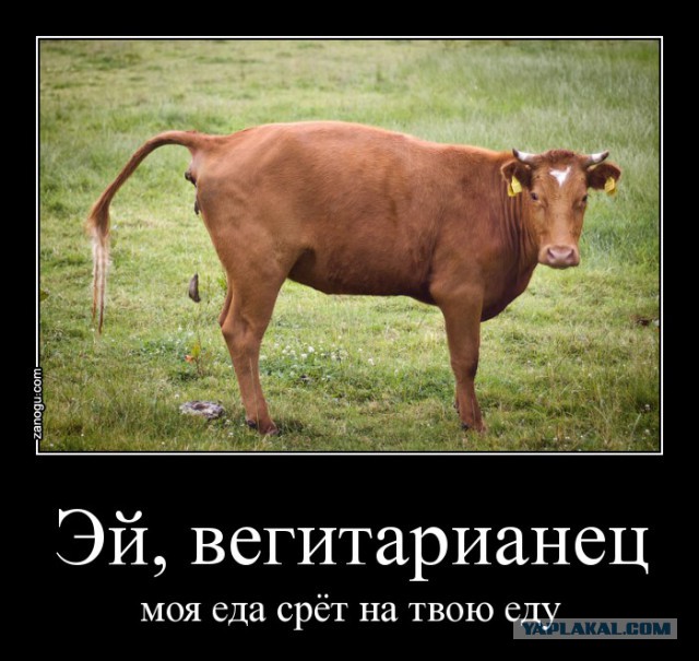 Повар травил веганов мясом