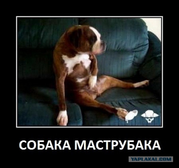 Собака-реанимака