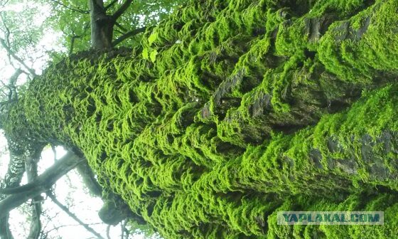 24 удивительных фото, где нет ни грамма фотошопа