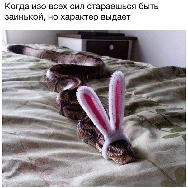 Смешные картинки