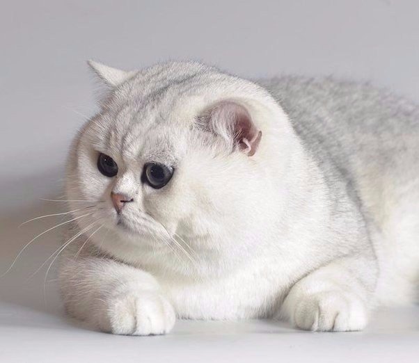 Коты и Кошки
