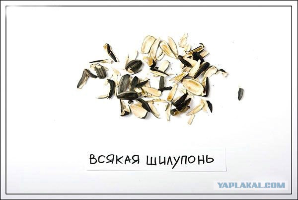Смерть под скорлупой