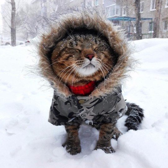 Коты и Кошки