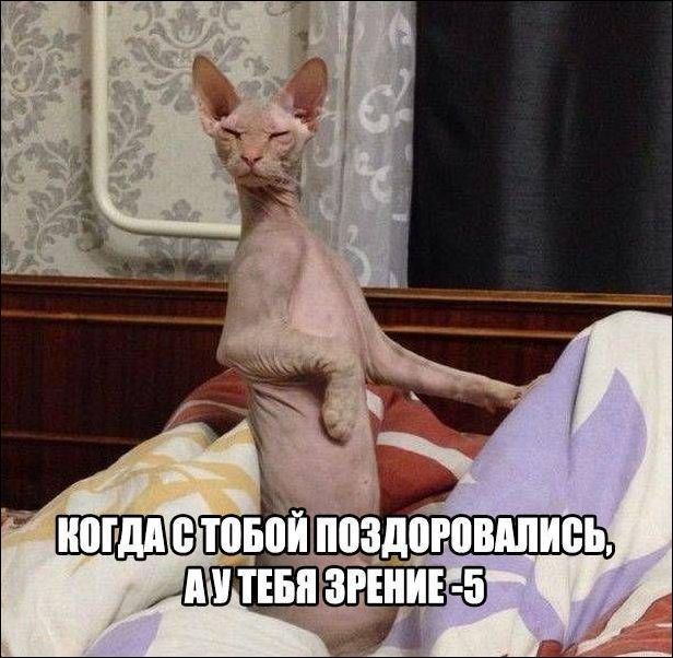 Коты и Кошки