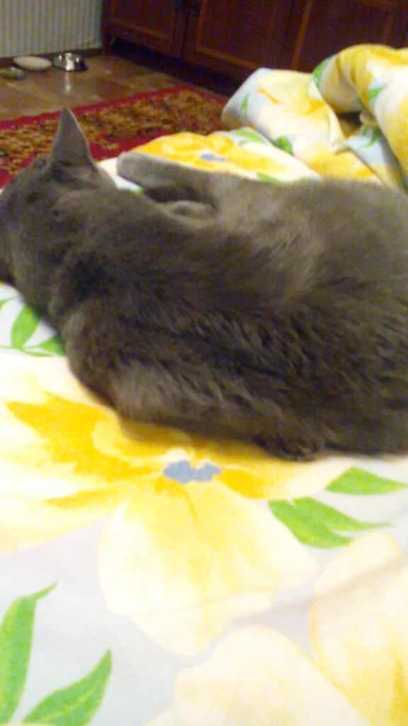 Котовторник 16.01.2018