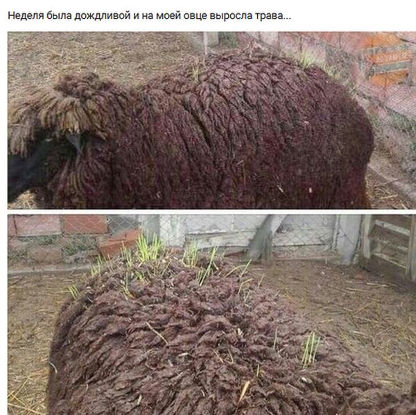 Подборка интересных и веселых картинок