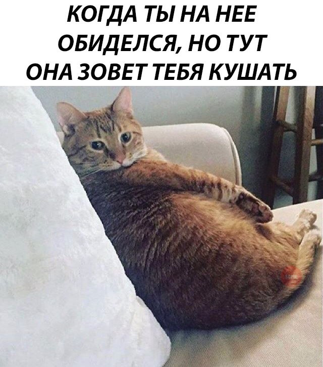 Кот без прикрас
