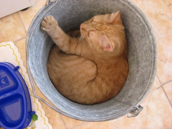Котомет на вторник 08.04.08