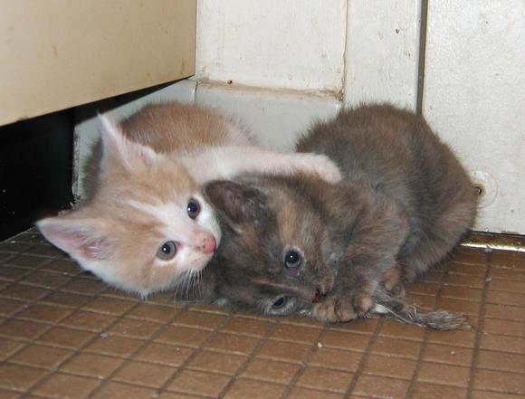 Котовторник на ЯПлакалъ 08.07.2008