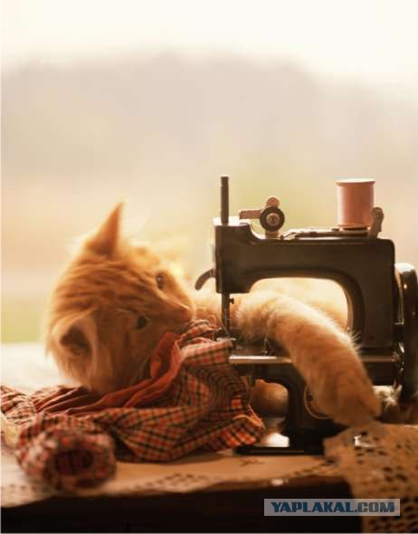 Lolcats - котовторник 33 лолокота!