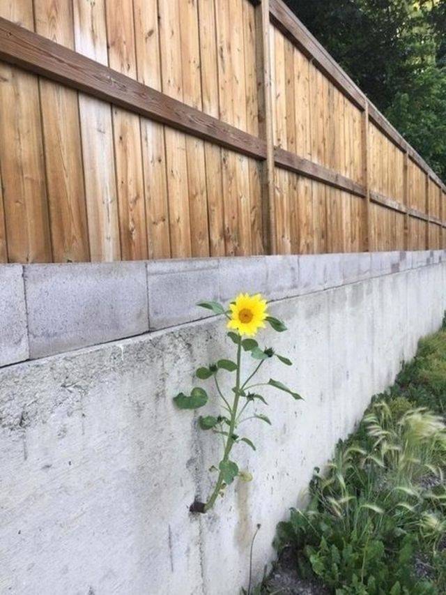 Лента прикольных картинок