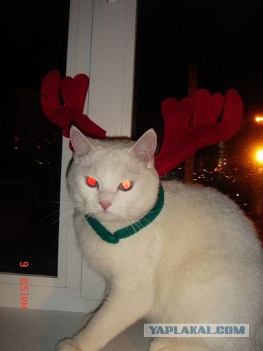 Котейкин вторник! Космический 12.04!