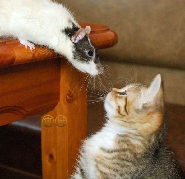 Котовторник с Кузей