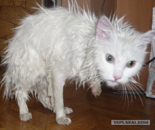 Котовторник в "КотоГетто"