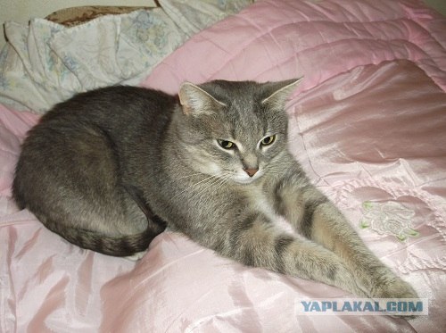 Котовторник!