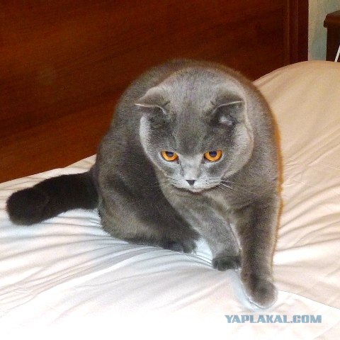 Котовторник 20.12.2011