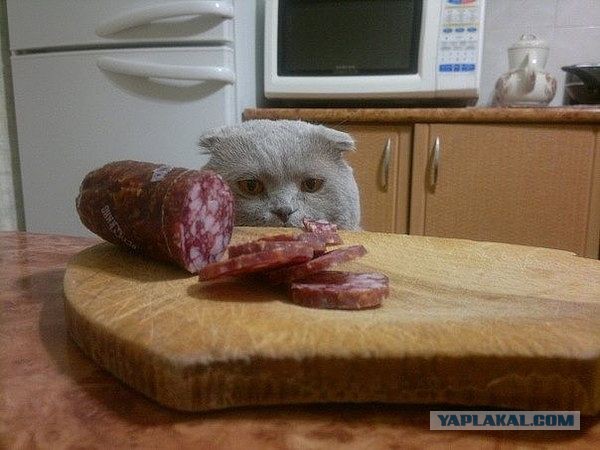 Какой кот подойдет вам по знаку Зодиака