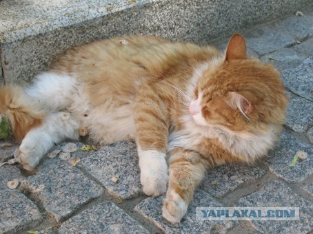Котовторник 10.04.2012