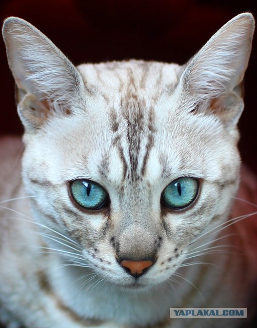 Котовторник   5.06.2012
