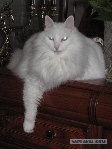 Котонянька и котовторник