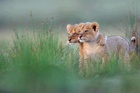 Под пристальным присмотром: детсад на прогулке