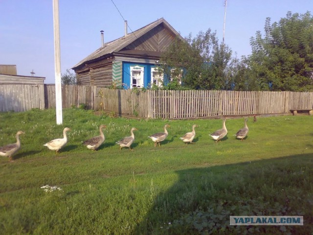 Каникулы в деревне