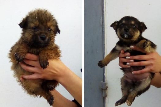 Живность из сети